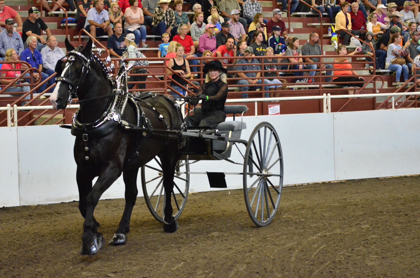 8-25-19 Draft Horse Hitch Final (35).JPG